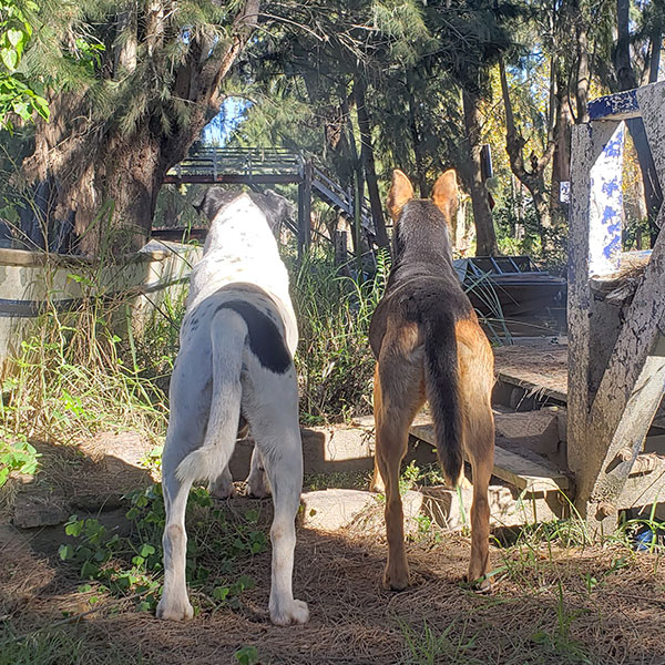 enseñar a un cachorro de perro a no romper