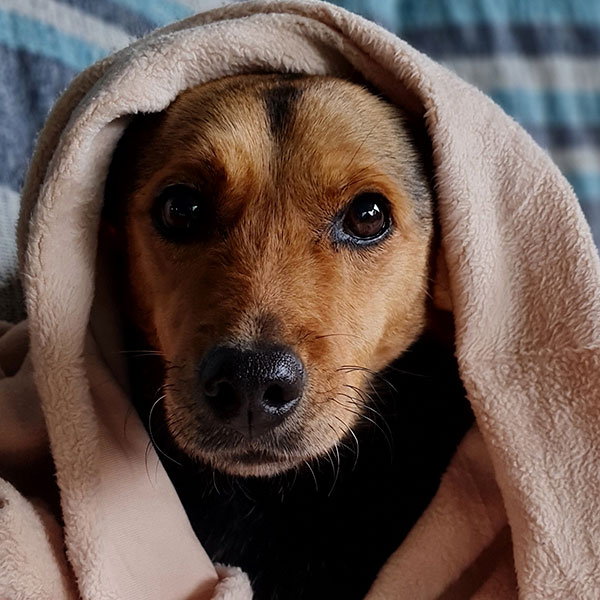 enseñar a un cachorro de perro a no romper