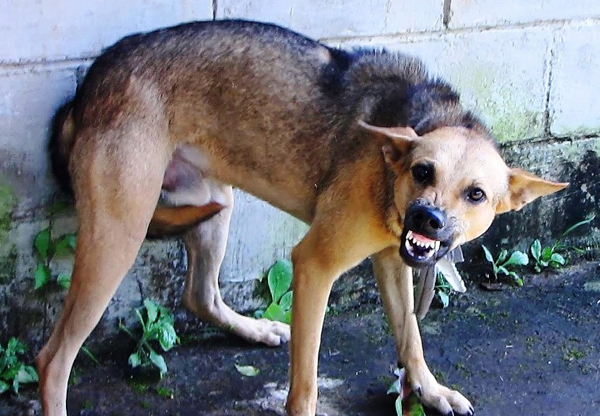 enseñar a un perro a no tirar la soga